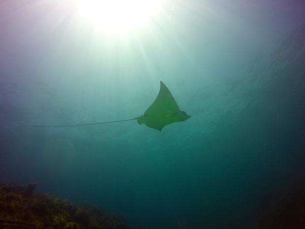 scubaquatic's tweet photo. The Astron Wreck never disappoints!👌
#diving #dominicanrepublic #PuntaCana http://t.co/R3oeffTMKi