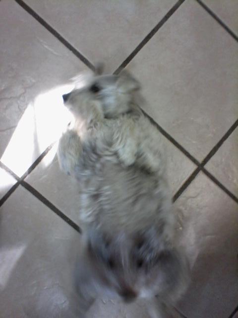 HBERISSTAIN's tweet photo. @VengaLaAlegria #SiFueraPerroSeria un shnauzer porque comen muchas salchichas como mis perritus, saludos a la ejidal! http://t.co/BIsLFBEKnT