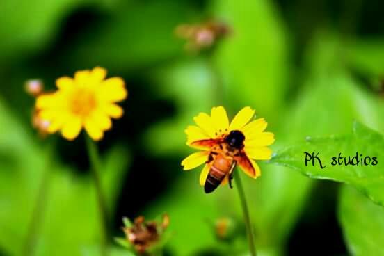 purush_km's tweet photo. My clicks
#PKstudios http://t.co/09QydJhTuF
