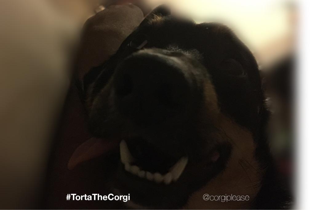 CorgiPlease's tweet image. It&apos;s a weird #TongueOutTuesday #😜 #Tongue #Tuesday #corgi #ウェルシュ#コーギー #ウェルシュコーギー #silly #lazy #TuesNews #BurningMan