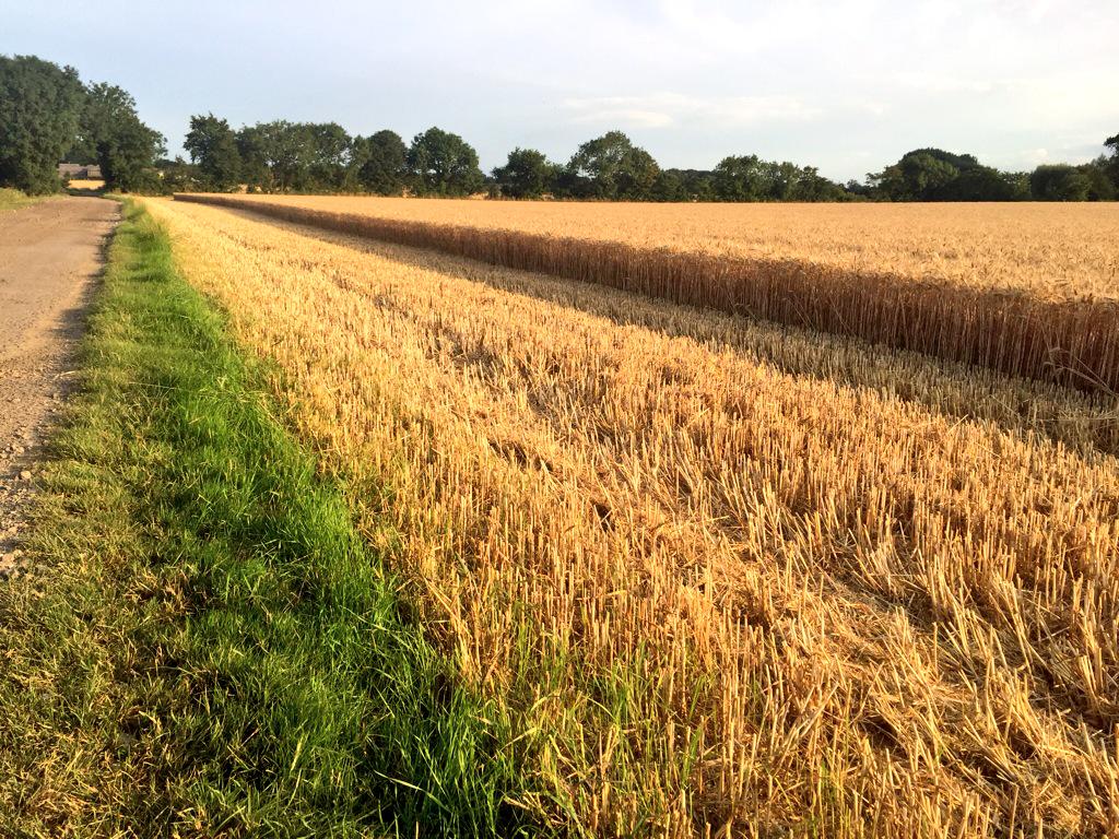 Quick nibble at the #wheat but still too wet to #harvest at 17% moisture #Lincolnshire #WaitingForSunshine