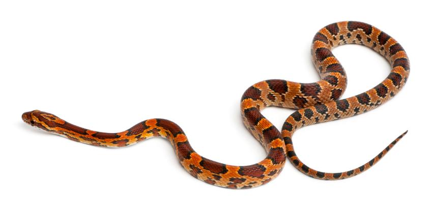 BuzzFeedComedy's tweet photo. hollaaaaaaa if you're celebrating Snake Tuesday #snaketuesday http://t.co/wo9amCJQPX