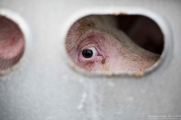 artveganism's tweet photo. Animal cruelty laws that protect dogs and cats specifically exclude farmed animals from most protection. #farm365 http://t.co/lGtKExkJIY
