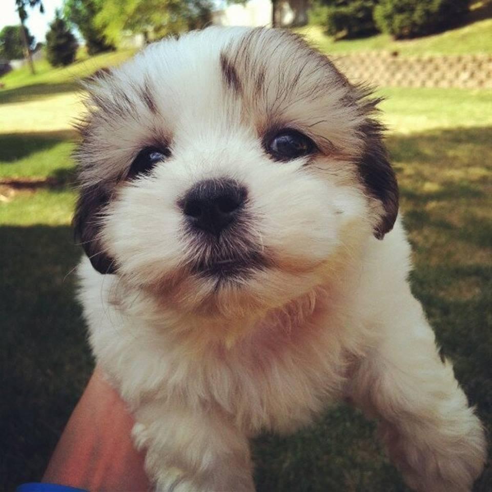 Cute Animal Pics tweet media