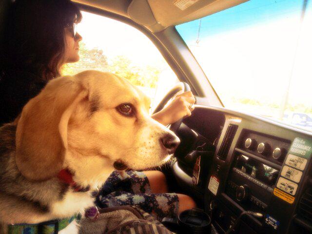 BeagleBucky's tweet photo. Just a few more hours and I will be a Canadian beagle! #buckyacrossamerica http://t.co/kkQ3CHOBvB