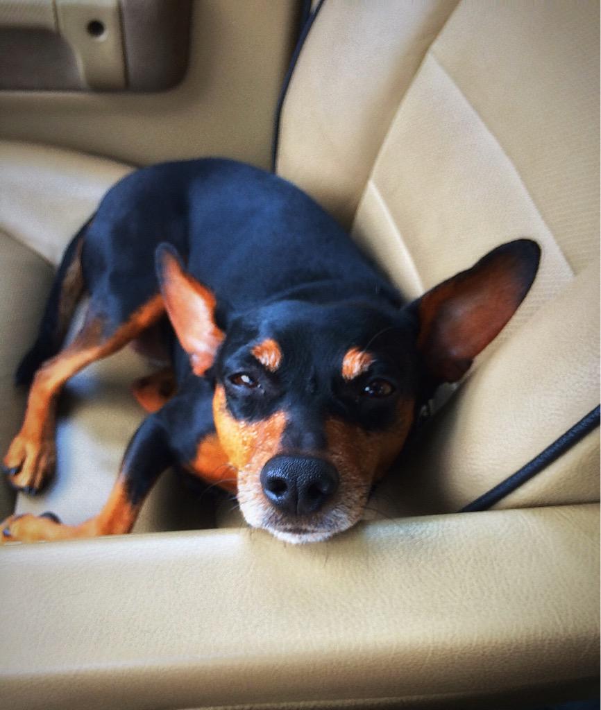 ShiversFox's tweet image. Tuesdays. AmIright?