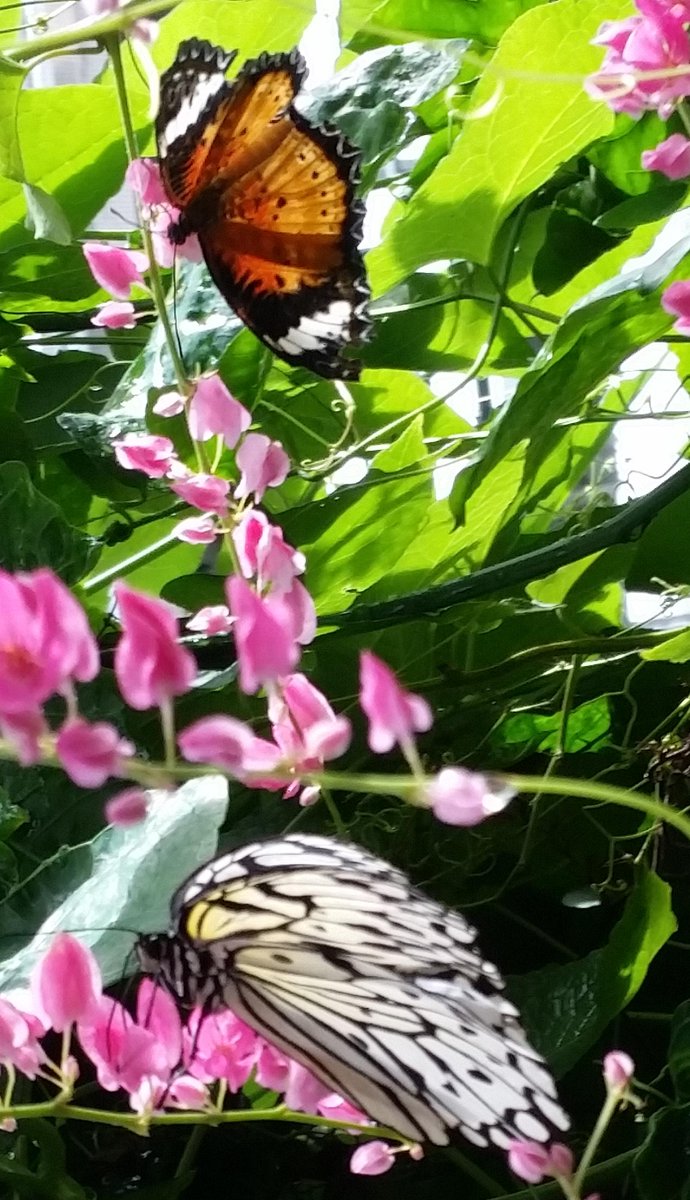 playshutterbug's tweet image. Such beautiful macro worlds! See places like this in our game "Shutterbug!" kickstarter.com/projects/16178…
Photo:Garin Green