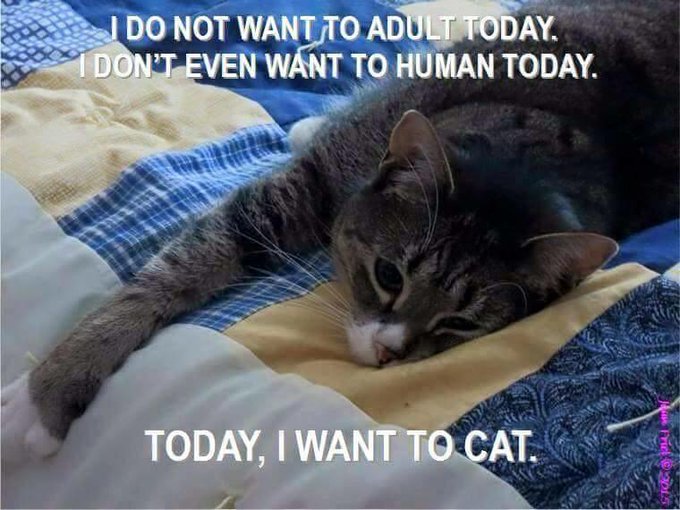 Meow http://t.co/jRv8AIu4Ys