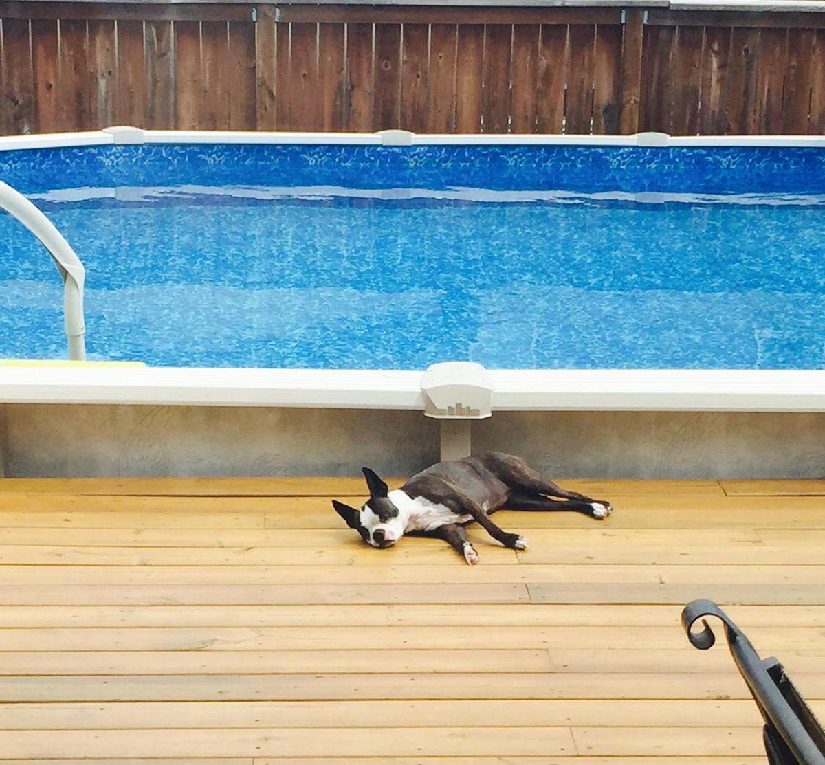 JoeDaleySports's tweet photo. For those wondering why Joe Daley's Sports mascot Mesa isn't in store as much in summer #workingontan http://t.co/Q4TDAOK7y3