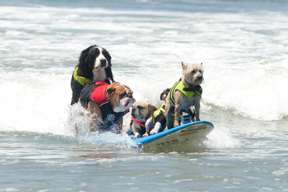 SaluPet's tweet photo. Mientras en el sur es invierno, en el norte están surfeando las olas (literalmente!).

https://t.co/jLSLTMpvs0 http://t.co/UiAswPR3Qq