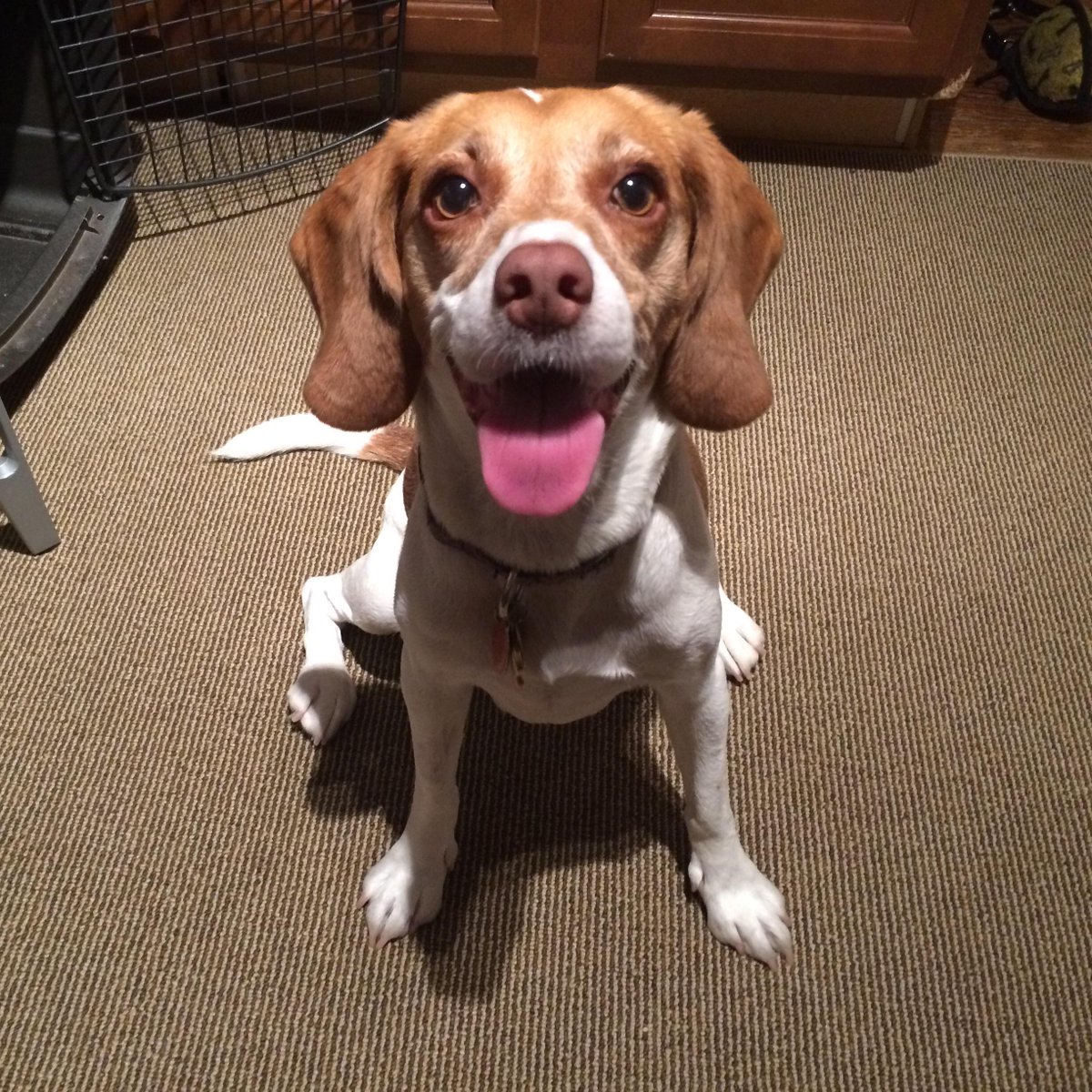 RoverAndRover's tweet image. bit.ly/1P41YqG Can you help this wonderful special girl find a new home? #Toronto #TorontoDogs #Hamilton