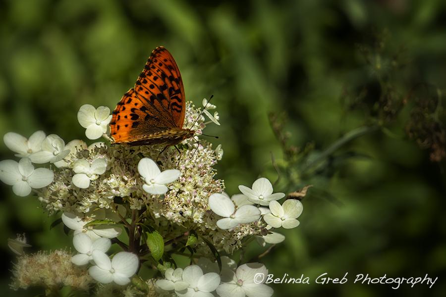 BelindaGreb's tweet image. A butterfly reminds me of the transformative nature of life goo.gl/E2kvzG #butterflies #naturephotography