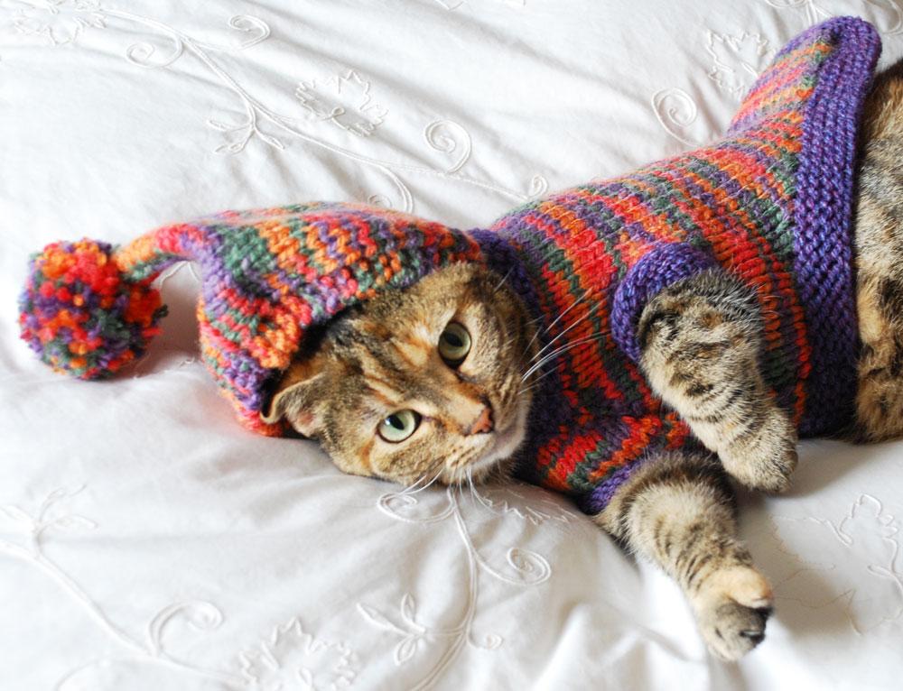 littleramstudio's tweet photo. Little Tabby not quite as happy with her hand knit coat as anticipated...
#makesewbake #knitfail http://t.co/EtBrAOLHTy