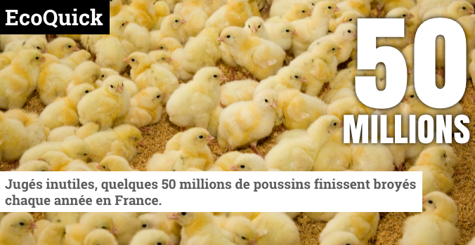 L214's tweet photo. Contre le broyage des poussins, les élus laissent tomber les clivages politiques http://t.co/R9CdO3eajH http://t.co/wfn7XJPL12