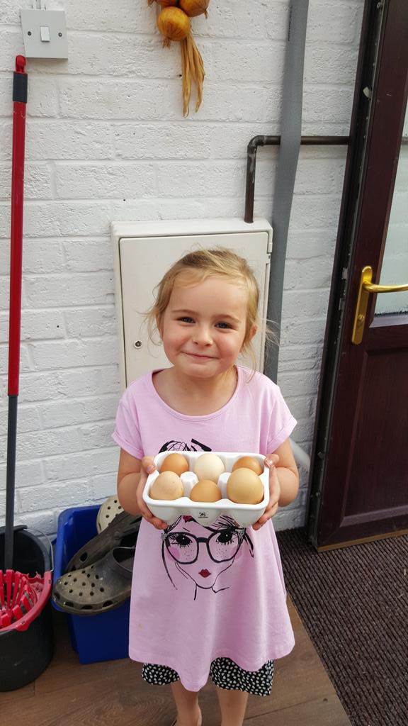 EmJem3105's tweet photo. Grandads been in hospital so we've had to look after his chickens today #chicken #freerange #cluck 🐓🐔 http://t.co/L8KxlSJIba