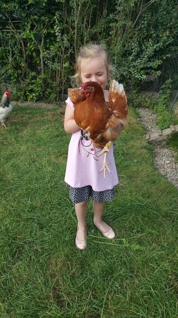 EmJem3105's tweet photo. Grandads been in hospital so we've had to look after his chickens today #chicken #freerange #cluck 🐓🐔 http://t.co/L8KxlSJIba