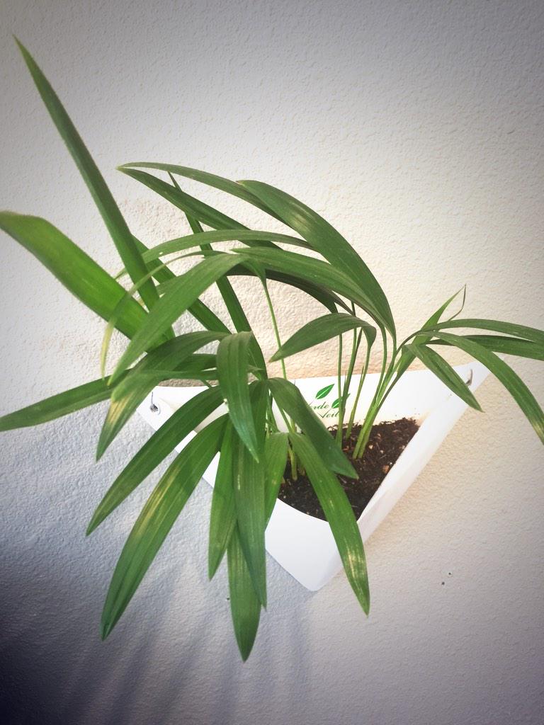 verdeveil's tweet photo. #gardenchat succulents and bamboos create a #GreenWall oasis with #origami wall #planters http://t.co/Hhtk0oQmeV
