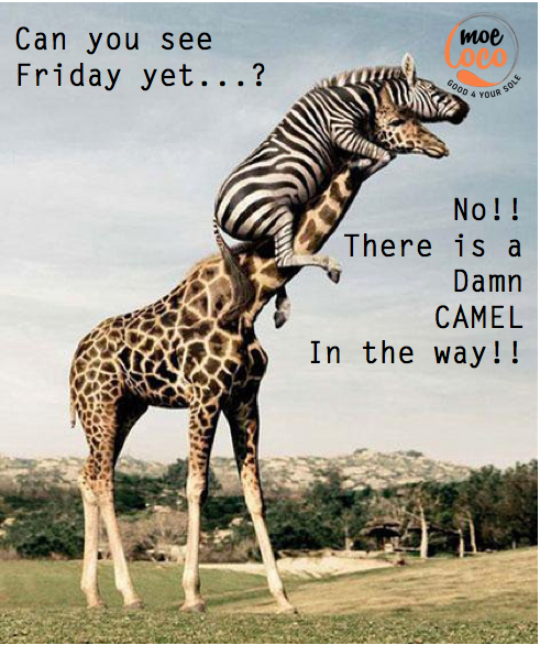 MoelocoFlipFlop's tweet image. Wished there was a camel in the way!

#humpday #moeloco