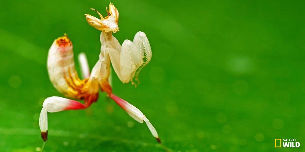 NatGeoAnimals's tweet photo. The orchid mantis' murderous front limbs skewer victims on rows of sharp spines. Learn more on #WorldsDeadliest now! http://t.co/xcnS2TCgl5