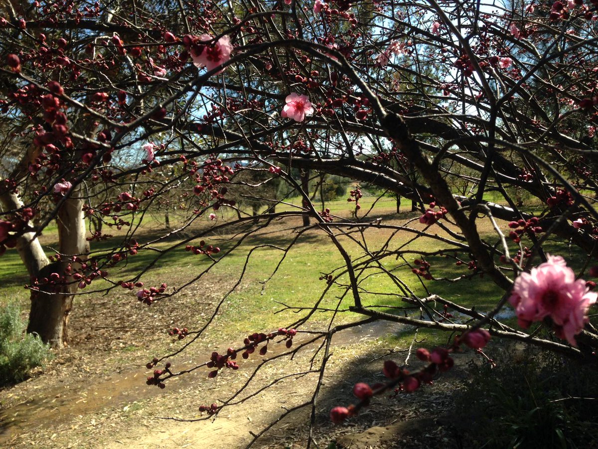 WhisperingBr00k's tweet photo. Cherry blossoms beginning to unfurl at Whispering Brook... a hint of Spring just around the corner... http://t.co/q48DYLfaZP