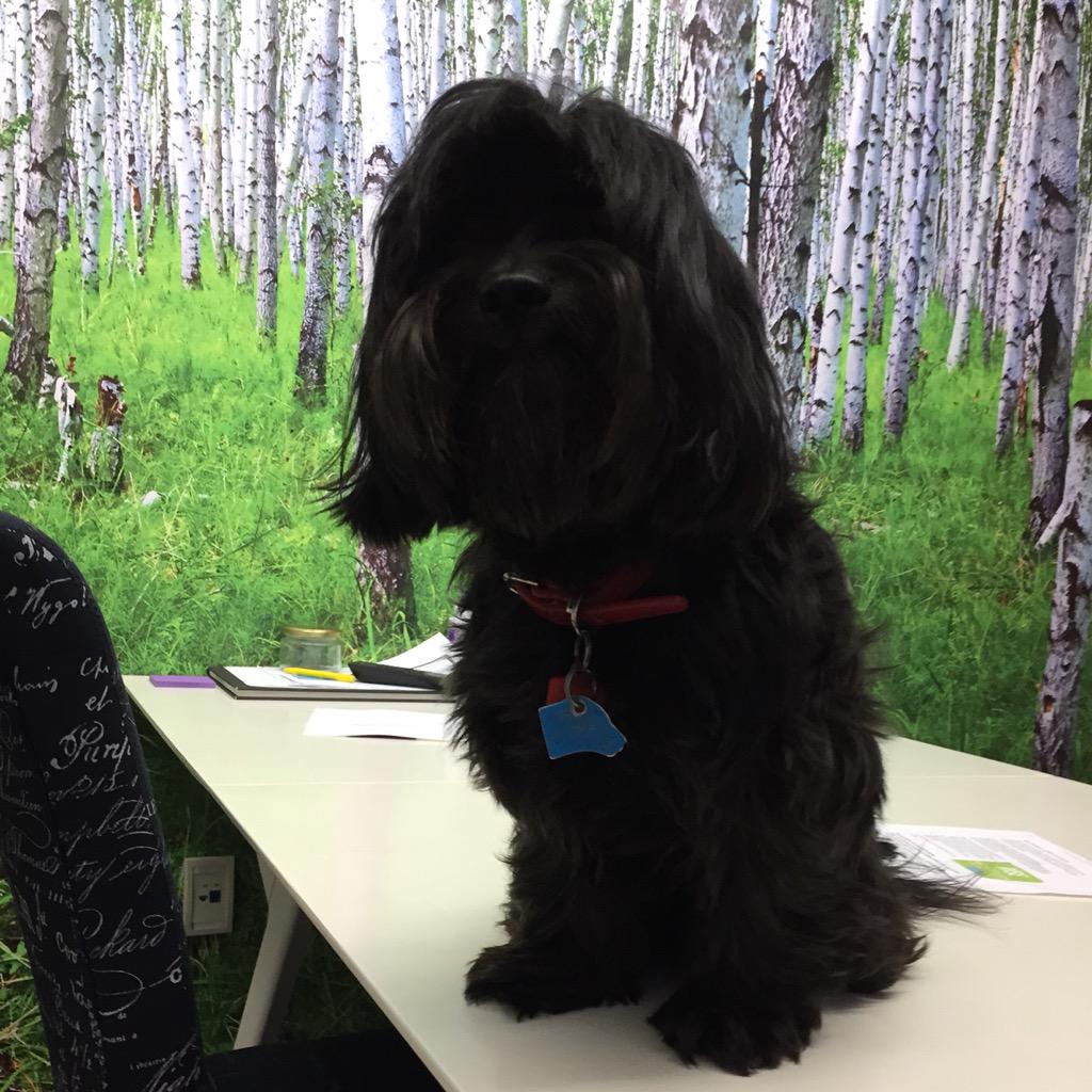 RoomsyDog's tweet photo. .@RoomsInc's Creative Room is the weirdest park I've ever been to! #Roomsy #dogsoftwitter #officelife #startuplife http://t.co/9wx9VErEED
