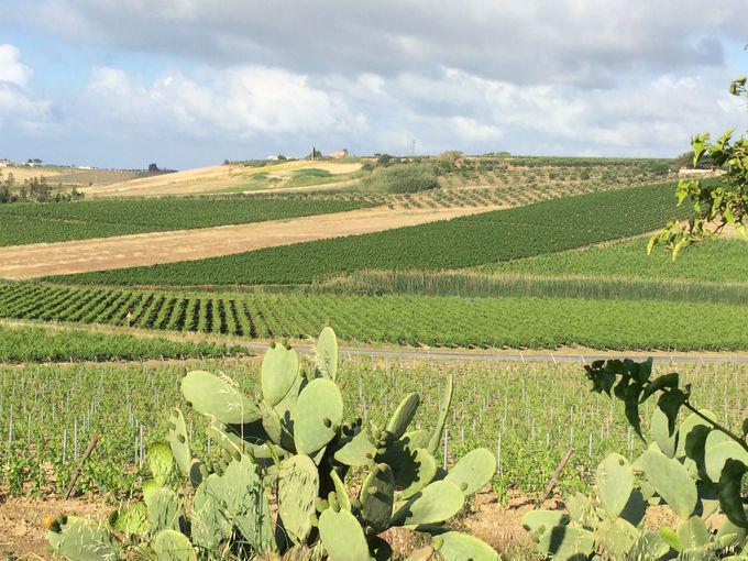 alawine tweet picture