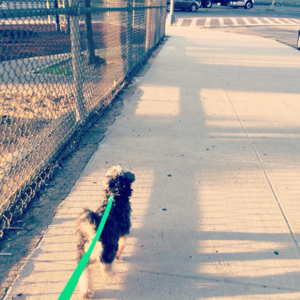 Natalieee_725's tweet photo. #shihtzu 🐶💕 http://t.co/A6ZsifhTnc