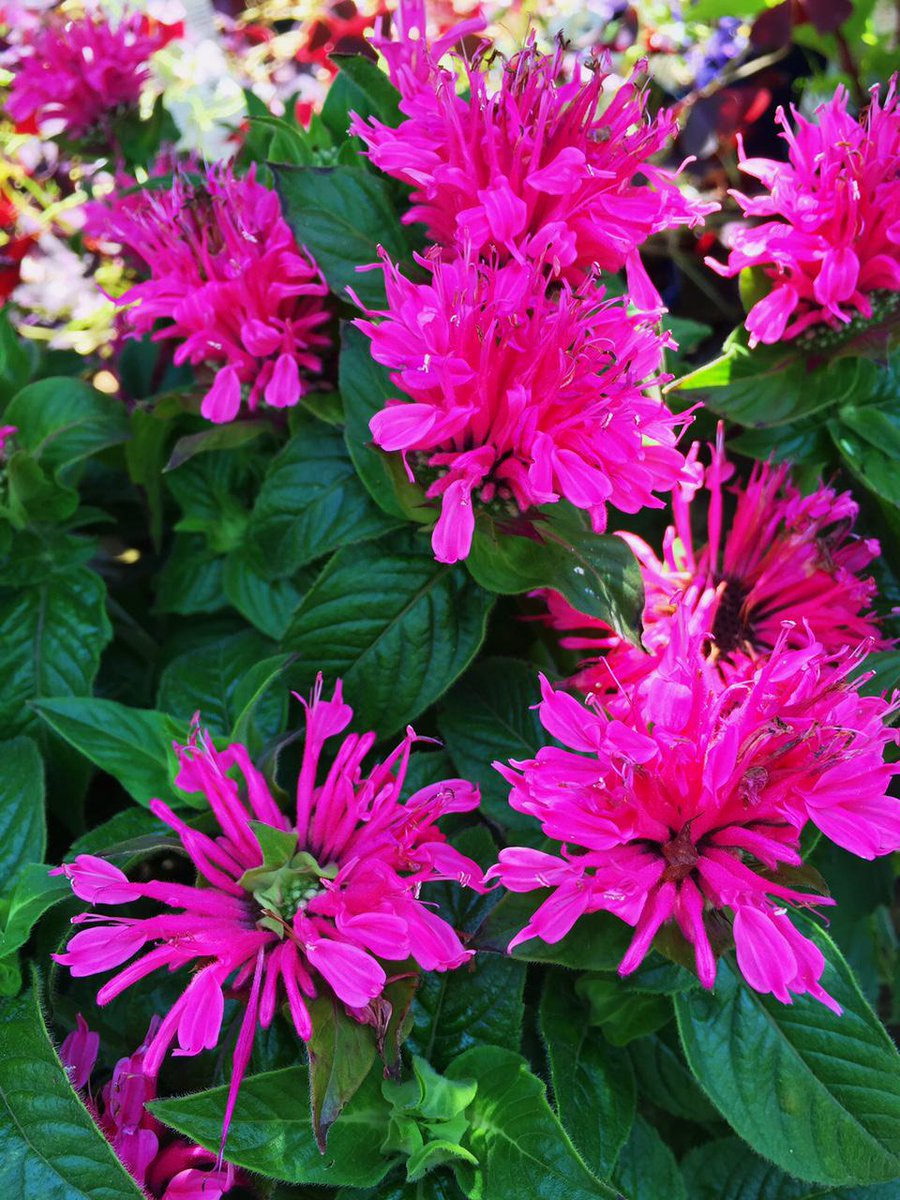 We just got a new shipments of #perennials!! Perfect for year after year blooming! #plant #garden #flower