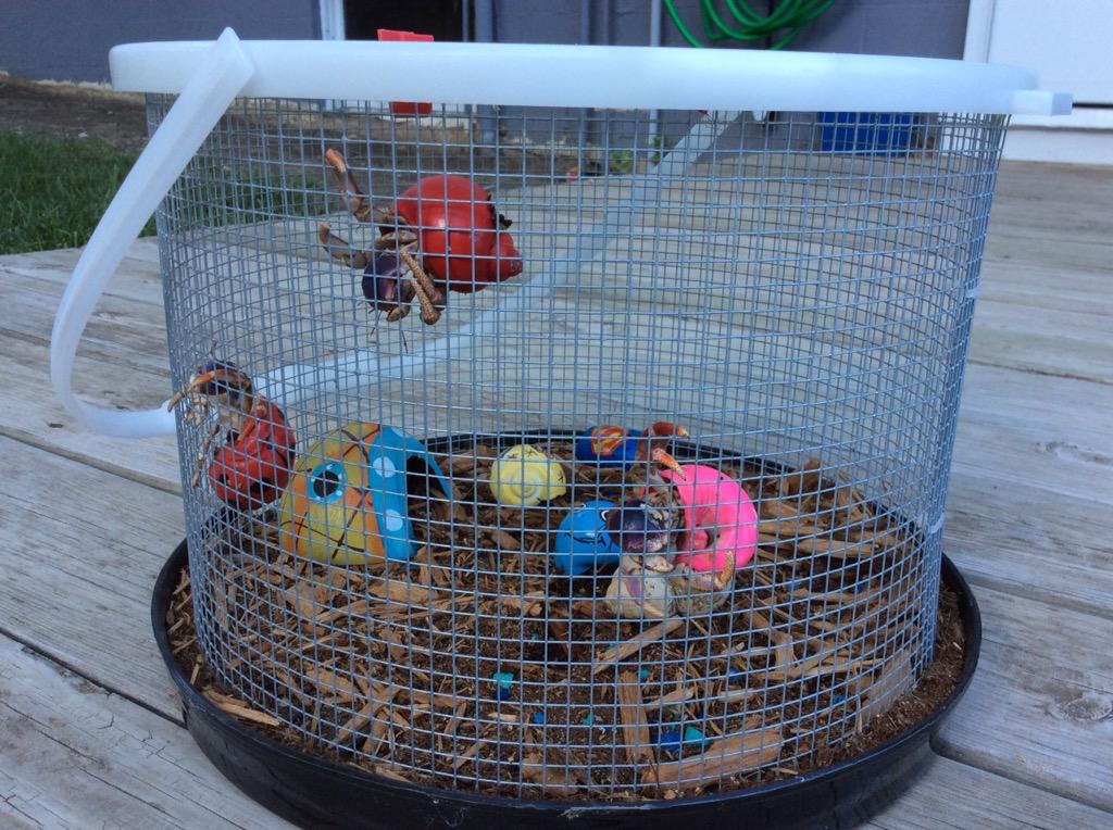 MrsVanEsClass's tweet photo. New hermit crabs for a new school year and they are BIG!! #startingwith6   #howmanywillsurvive http://t.co/RYRUwAUUsw