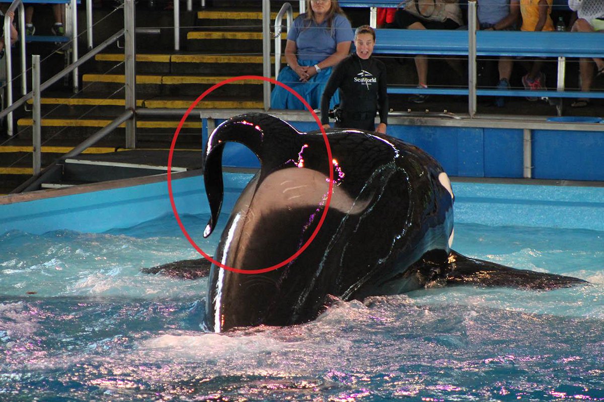 Every adult male orca had a collapsed dorsal fin, which is rare in the