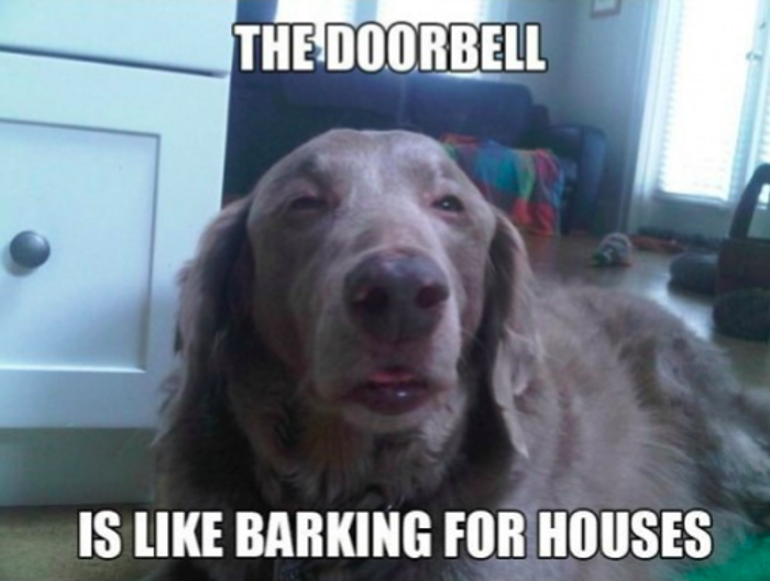 Vapesterdam's tweet photo. Dude...... LOL #funnyanimals #dogs #vapelife http://t.co/13AsII5bwK