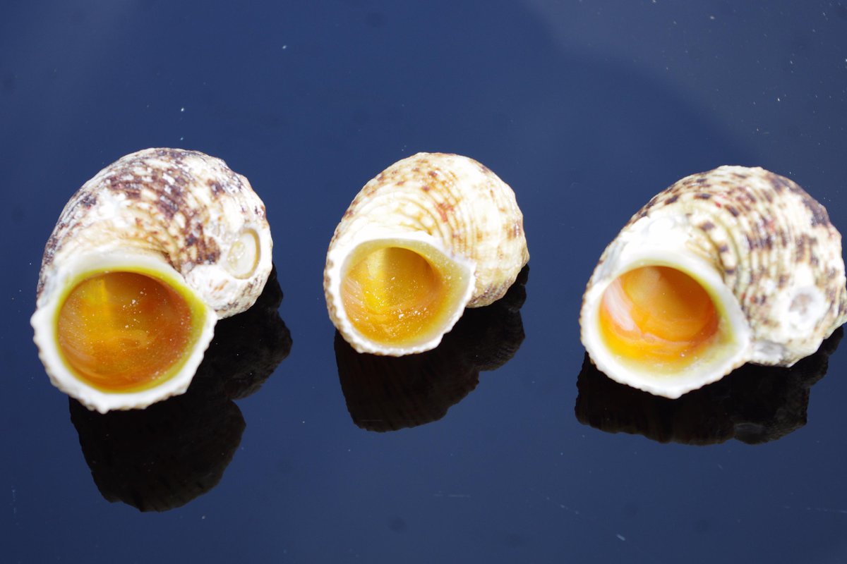 craftshells's tweet image. my-shells.co.uk/Buy-Sea-Shells…