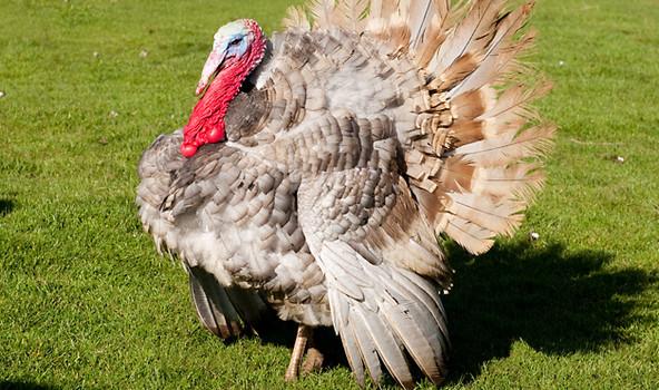 RandlemanFFA's tweet photo. The heaviest turkey ever raised weighed 86 pounds, about the size of an average third-grader! http://t.co/KwKyPQ7K3i