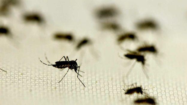 nmasforo's tweet image. Fiebre de #chikungunya ya es una epidemia: SSa  ow.ly/QN1O6