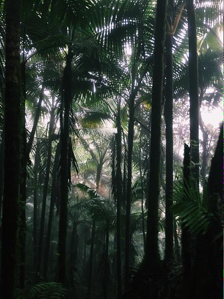 VSCOLiife's tweet photo. El Yunque, Puerto Rico http://t.co/tKFc6HiaXk