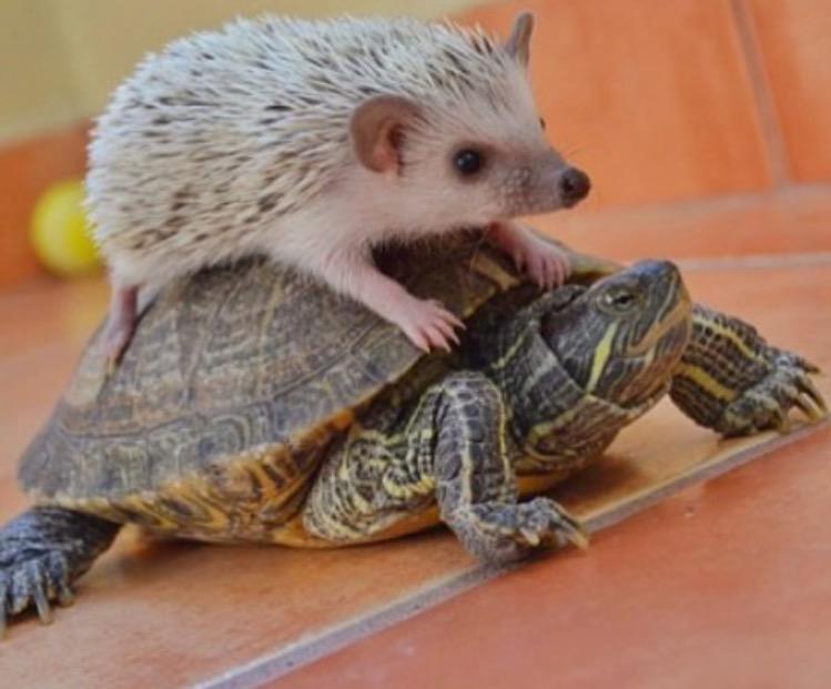 RitaRDay's tweet image. “@barkbox: "Knew I should've taken the bus..." #MoveAlready 

via Instagram.com/gemmathehedgeh… http://t.co/SaUa4dNVMu” @SMarieDay