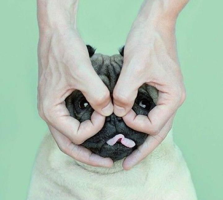 Pug!