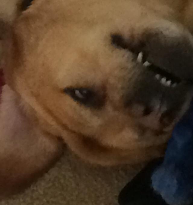 BroTeamWA's tweet photo. @brote2016 @BroTeamFinnigan @bootypls my dog is a cute singularity also he is really stupid http://t.co/5tOLPyMH8B