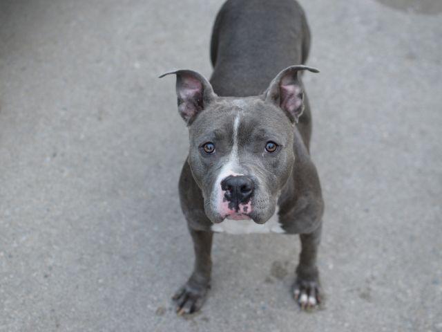 southernpride50's tweet photo. 🐾NEEDS BACKUP🐾TO DIE 8/12/15. NYC. BANKSY-A1046306-F PIT MX 2 YRS.GORGEOUS. ALLOWS HANDLING.  http://t.co/CkArRJXZV6 http://t.co/0F73Ovb9pP