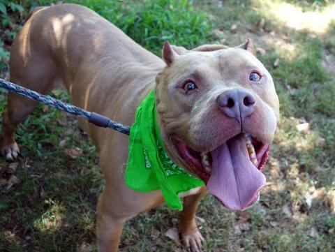 southernpride50's tweet photo. 🐾NEEDS BACKUP🐾TO DIE 8/12/15. NYC. DOGER-A1046582-M PIT MX 3 YRS. HUNK EASY GOING.http://t.co/VBUhpJudF0 http://t.co/D6oC0BqbQO