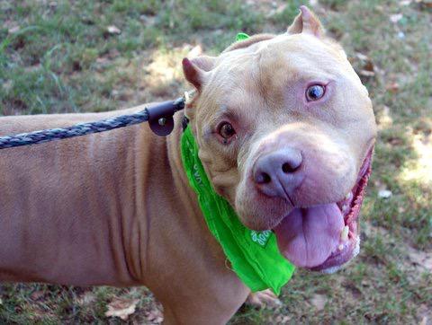 southernpride50's tweet photo. 🐾NEEDS BACKUP🐾TO DIE 8/12/15. NYC. DOGER-A1046582-M PIT MX 3 YRS. HUNK EASY GOING.http://t.co/VBUhpJudF0 http://t.co/D6oC0BqbQO