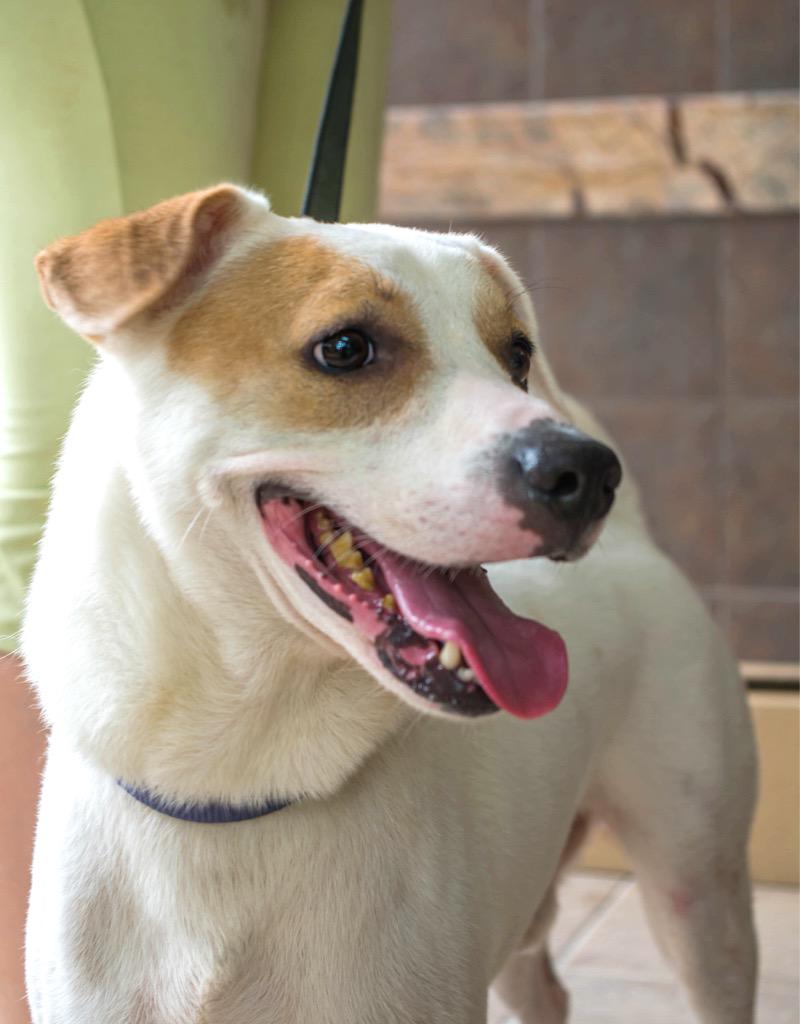 _OSCAS_'s tweet image. XiaoBai 🐶