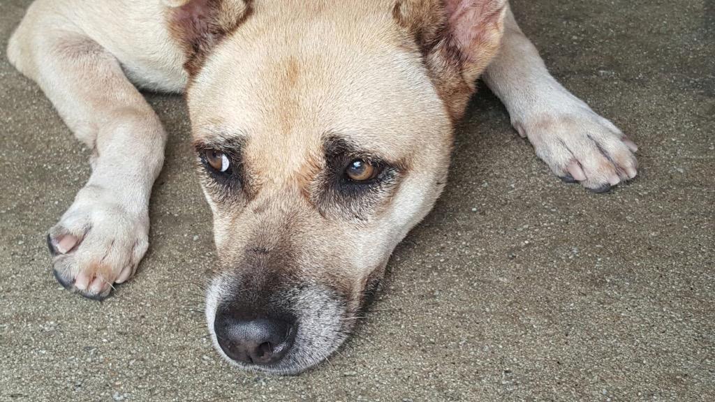 _OSCAS_'s tweet image. Wolfy