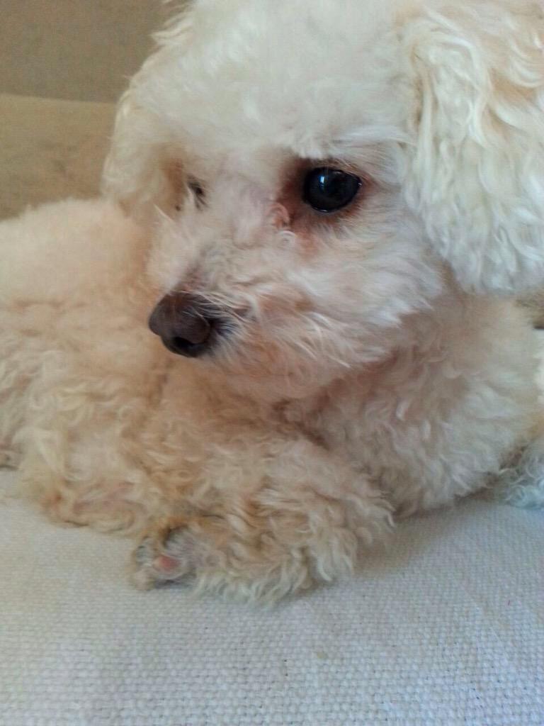 voceanonymous's tweet image. Recado: @irresistibeer IDAI? IDAI? IDAI? O FRED É MAIS BONITO