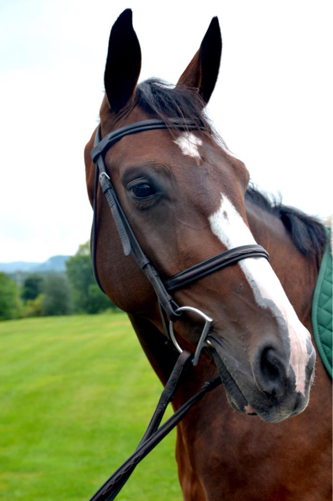 perfectstriding's tweet image. Welcome home big guy! 💙