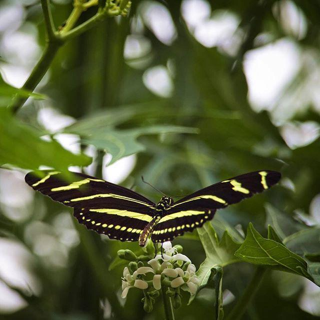 Afsoneh's tweet photo. #ZebraButterfly at #PowellGardens My 1st time shooting #butterflies -I'm in love! 💘 #Photo… http://t.co/MXkIzxUTtM http://t.co/0UOp12oTlW