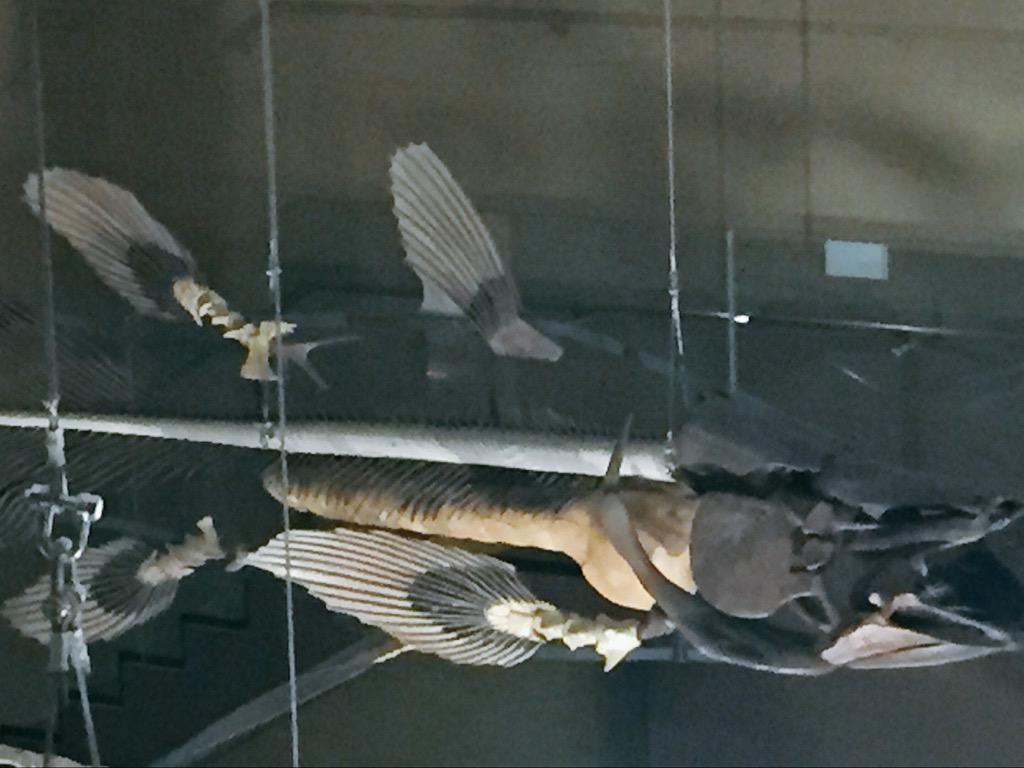 𓆛 𓆟 𓆡 𓆝 𓆞 𓊝 青い目とウロコで うろうろする 僕はシーラカンス どこかへ走り出しそう さよならする 深い夜から サカナクション シーラカンスと僕 深海魚 Http T Co Mk9xaxrqel