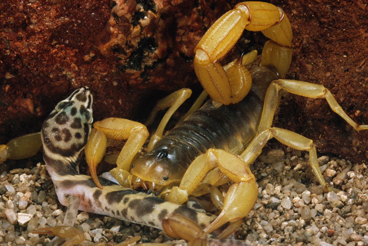 NatGeoAnimals tweet picture