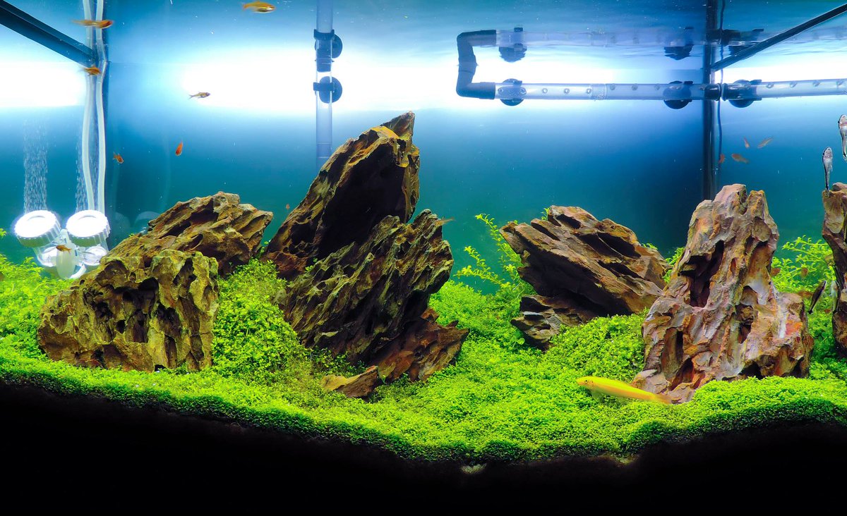ForumAquaflux's tweet photo. Projeto Infinite Blue - Plantado (72l) Iwagumi. Confira: http://t.co/EF8Pi3ymvt  #aquaflux #iwagumi http://t.co/fp1dyVk2uC
