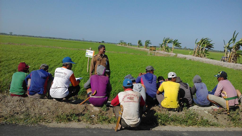 UchuPinrang's tweet photo. Famers Field Day Benrangnge# @KotaPinrang # Padi #Fhase anakan#PPK Labrisang # @SyngentaID @Batticelebes http://t.co/CNbf783JsO